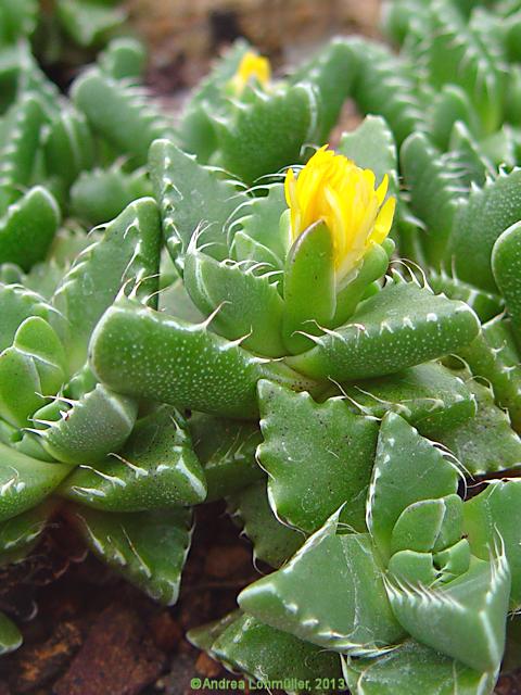 Faucaria hooleae