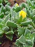 Faucaria hooleae