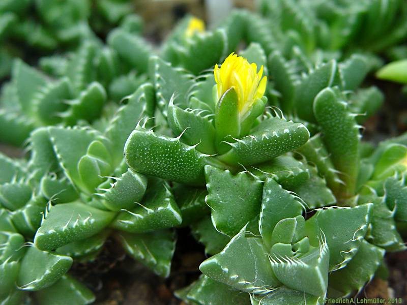 Faucaria hooleae