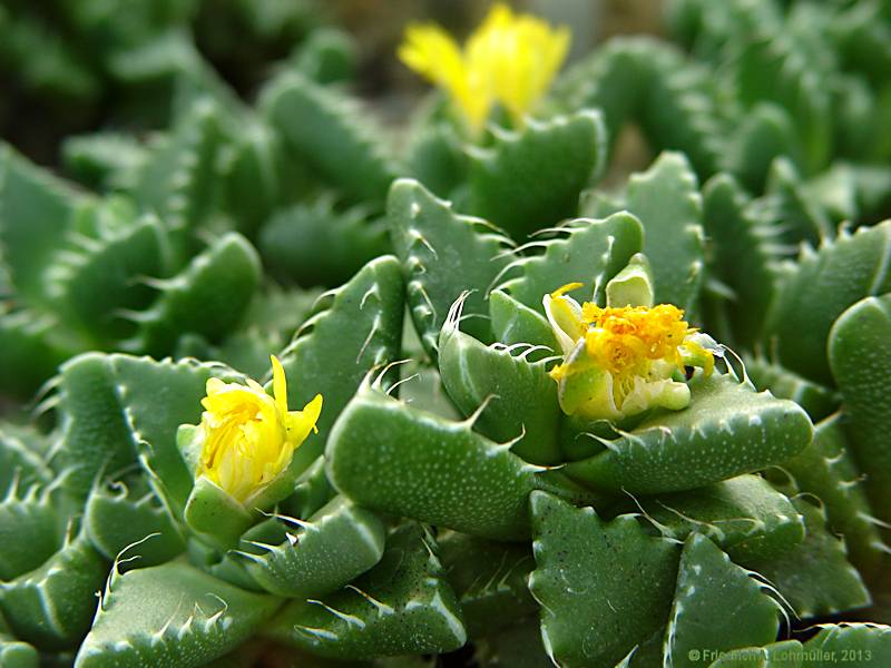 Faucaria hooleae