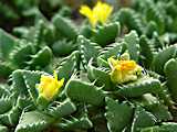 Faucaria hooleae