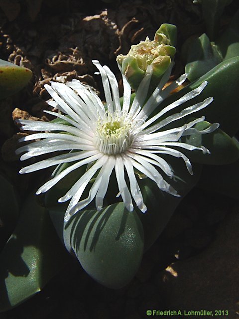 Faucaria subindurata