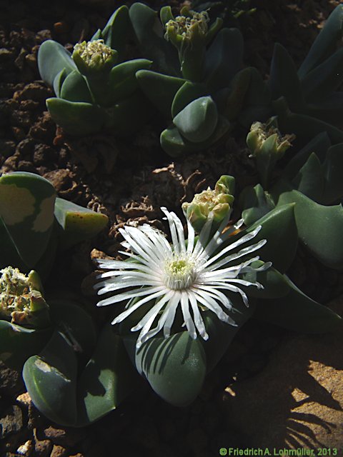 Faucaria subindurata