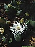 Faucaria subindurata