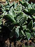 Faucaria tuberculosa