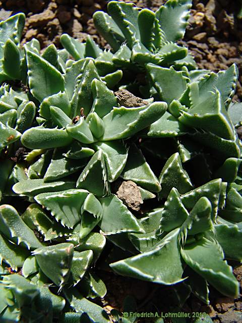 Faucaria tuberculosa