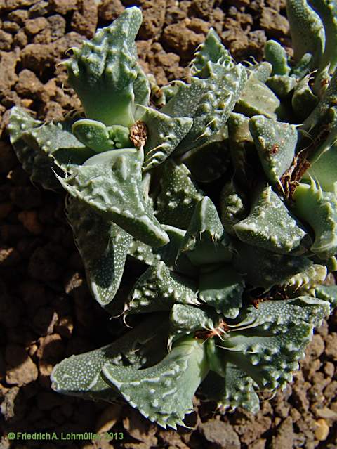 Faucaria tuberculosa