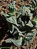 Faucaria tuberculosa