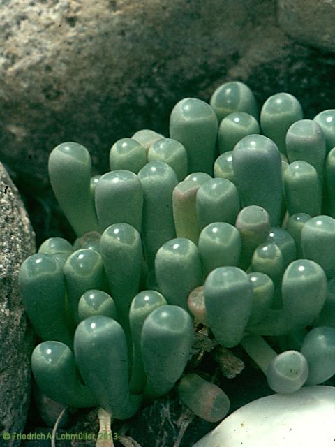 Fenestraria rhopalophylla