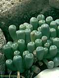 Fenestraria