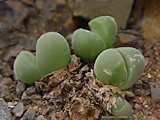 Gibbaeum dispar