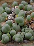 Gibbaeum heathii