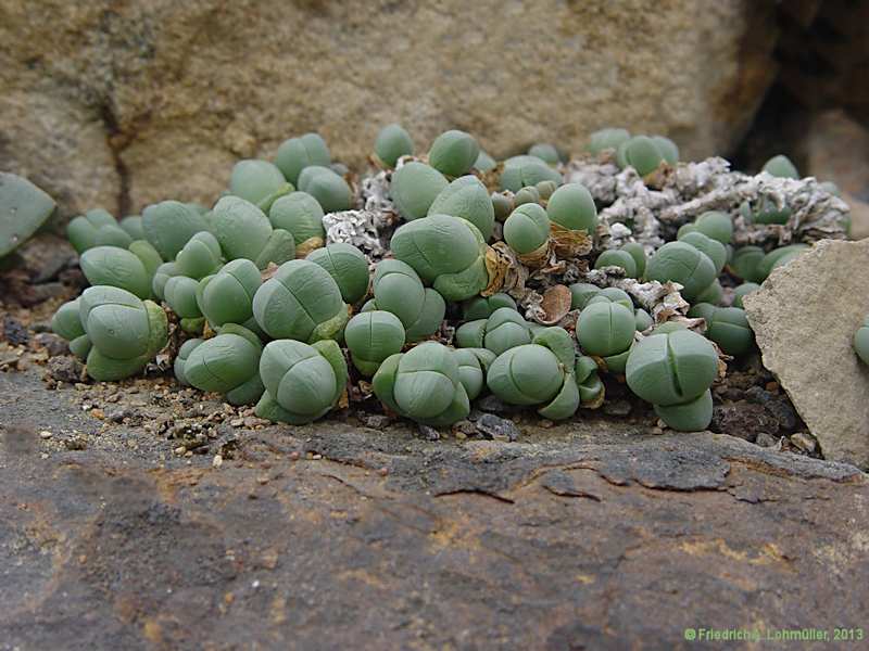 Gibbaeum heathii