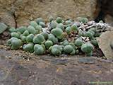 Gibbaeum heathii