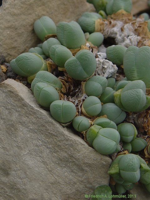 Gibbaeum heathii