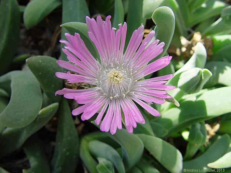 Gibbaeum velutinum