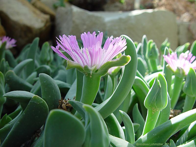 Gibbaeum velutinum