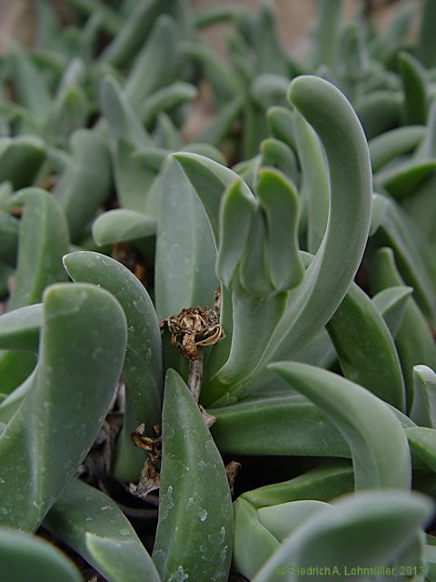 Gibbaeum velutinum