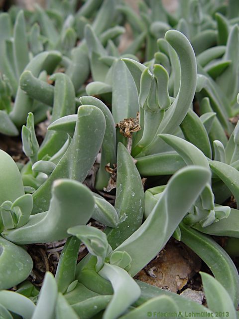 Gibbaeum velutinum