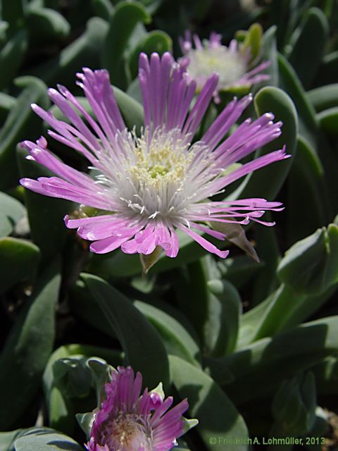 Gibbaeum velutinum