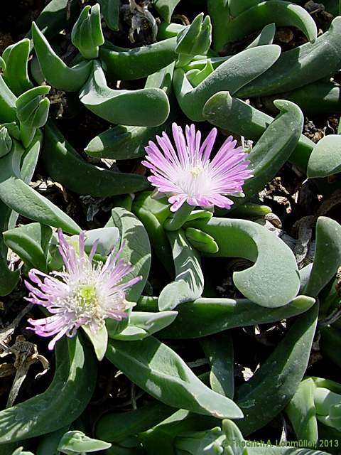 Gibbaeum velutinum