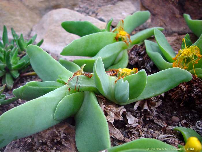 Glottiphyllum ryderae