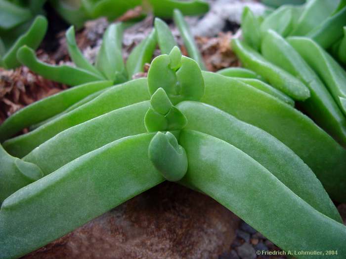 Glottiphyllum 'Album'