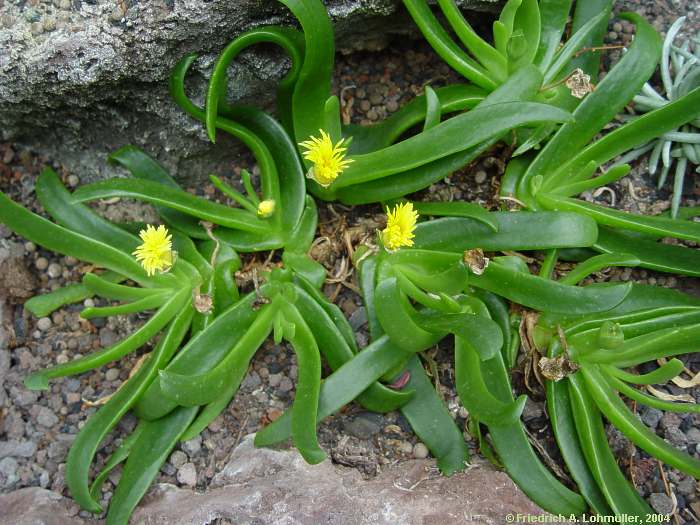 Glottiphyllum pallens