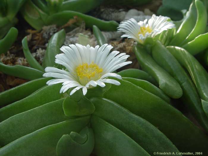 Glottiphyllum 'Album'