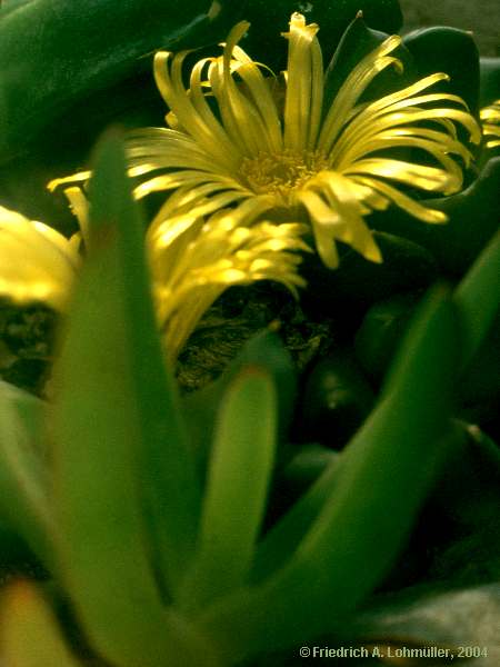 Glottiphyllum surrectum