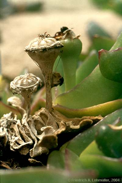 Glottiphyllum surrectum