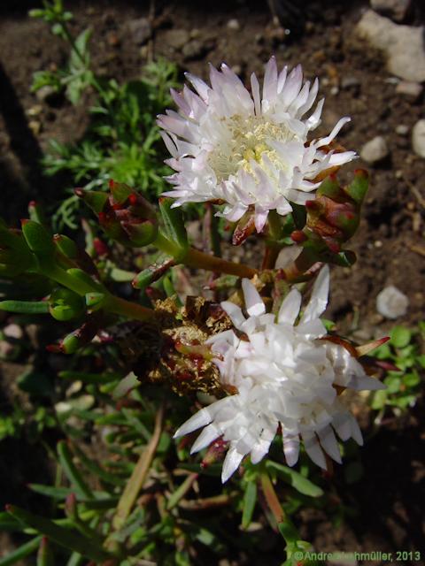 Lampranthus blandus