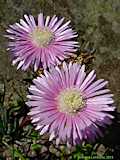 Lampranthus conspicuus 'Rosa'