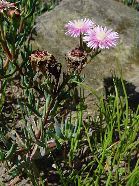 Lampranthus conspicuus 'Rosa'