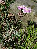 Lampranthus conspicuus 'Rosa'