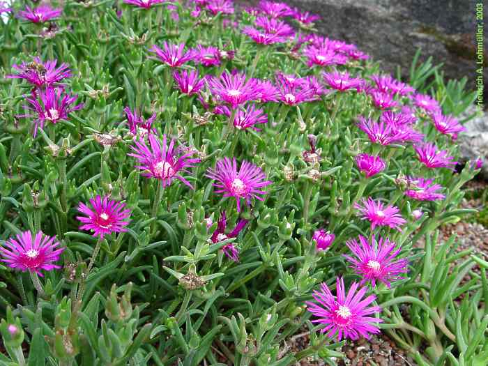 Lampranthus roseus