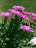 Lampranthus