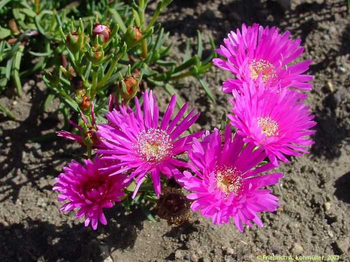 Lampranthus roseus