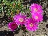 Lampranthus roseus