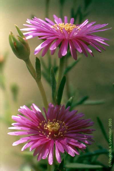 Lampranthus roseus