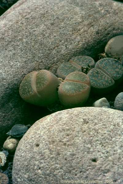 Lithops