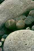 Lithops