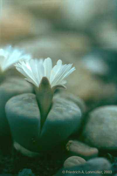 Lithops