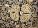 Lithops verruculosa