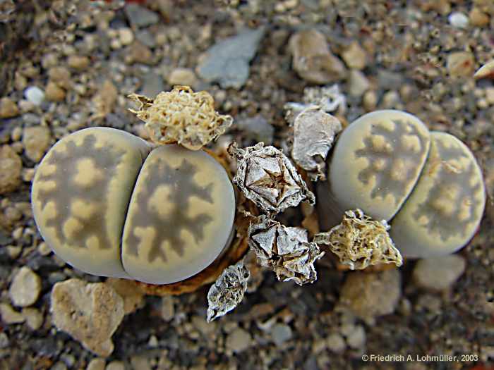 Lithops karasmontana ssp. bella