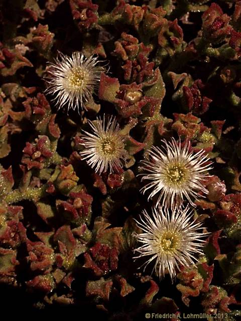 Mesembryanthemum crystallinum