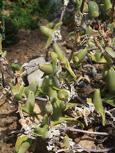 Mitrophyllum latibrateatum