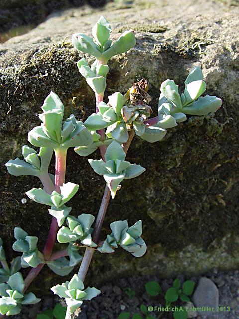 Oscularia pedunculata