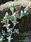 Oscularia pedunculata