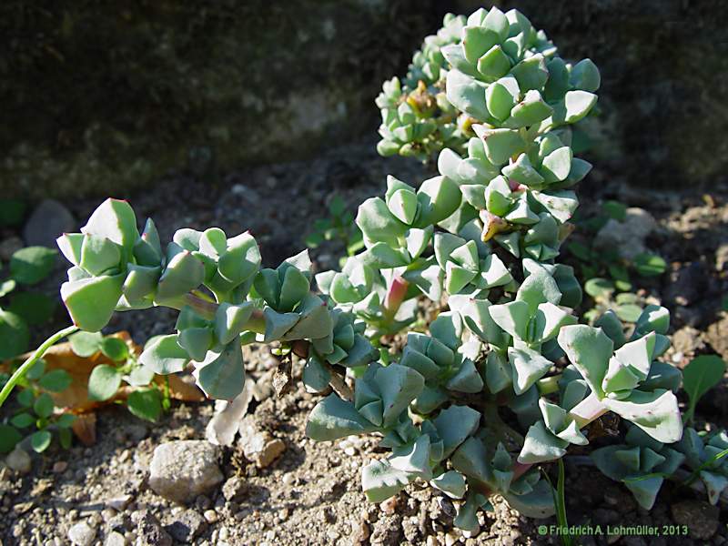 Oscularia pedunculata